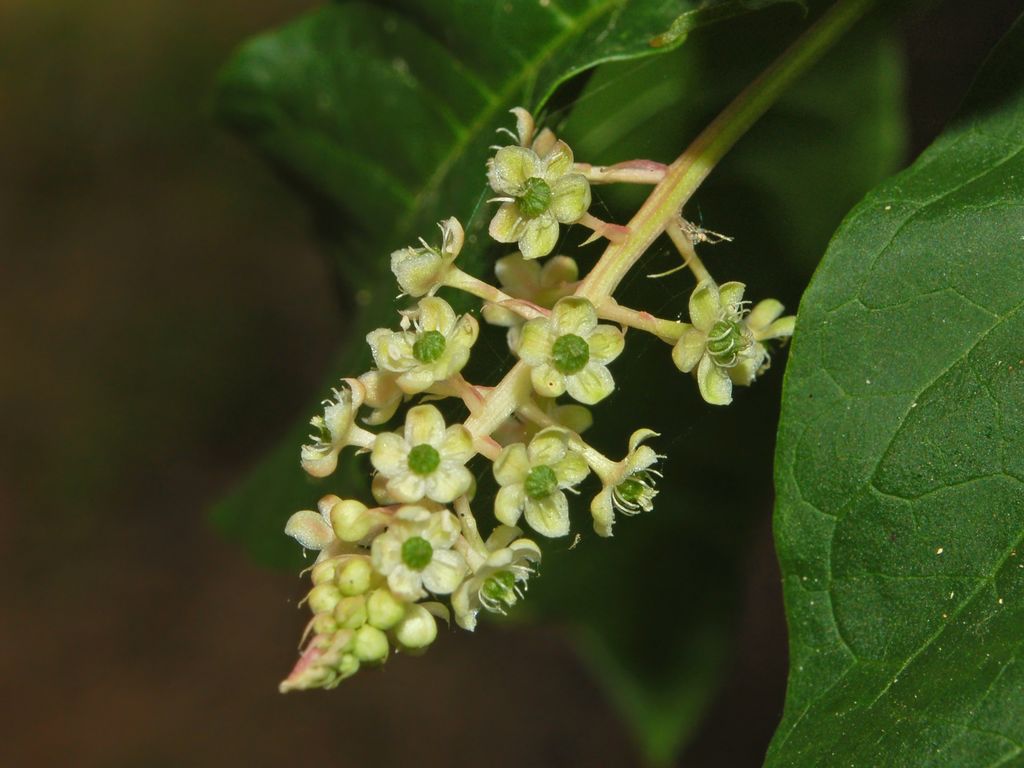 Phytolacca americana / Fitolacca, Cremesina, Uva-turca